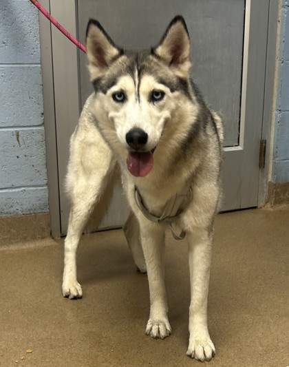 Shelter Stray Female Dog last seen Near Chamblee Dunwoody Rd. Chamblee, GA 30341, 30341, GA, 3280 Chamblee Dunwoody Rd, Chamblee, GA 30341, USA