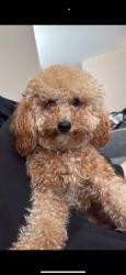 Reunited Male Dog last seen Near Mid Allen Rd, Hendersonville, NC 28792, USA, Hendersonville, NC 28792