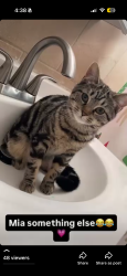 Reunited Female Cat last seen Sargeant st, Hartford, CT 06105
