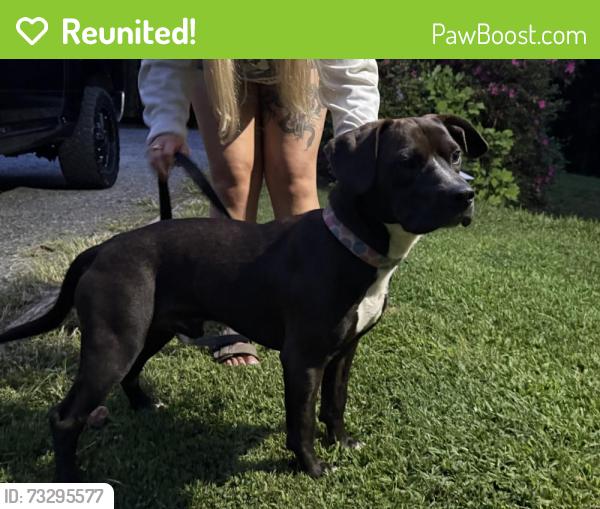 Reunited Male Dog last seen Duck Creek Rd, Caldwell County, NC 28645
