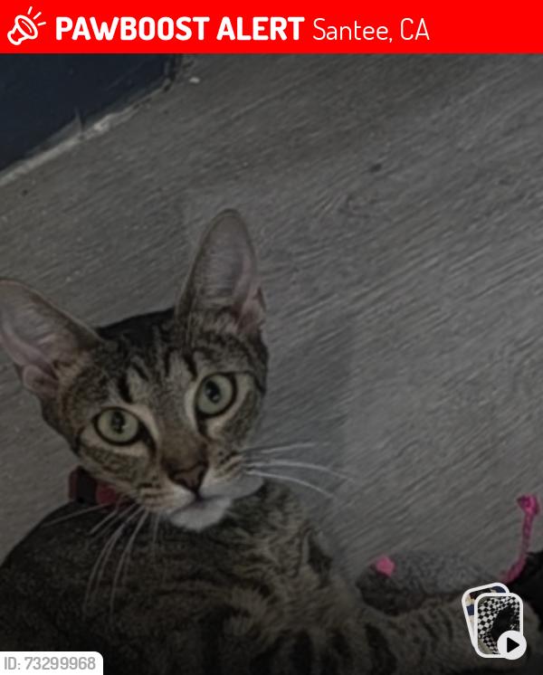 Lost Female Cat last seen Santee, Santee, CA 92071