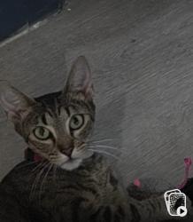 Lost Female Cat last seen Santee, Santee, CA 92071