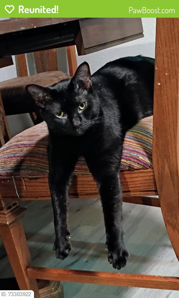 Reunited Male Cat last seen NW 86th St, Oklahoma City, OK 73114