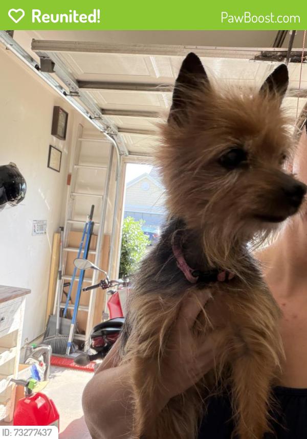 Reunited Female Dog last seen Sweet Shade Way, Greenville, SC 29605