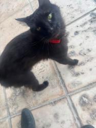 Reunited Unknown Cat last seen Near westmonde dr, Altamonte Springs, FL 32714