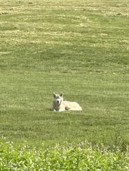 Found/Stray Female Dog last seen Iroquois Ave & Chippewa Dr, Naperville, IL 60563
