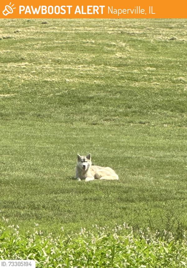 Found/Stray Female Dog last seen Iroquois Ave & Chippewa Dr, Naperville, IL 60563