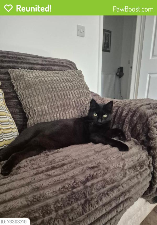 Reunited Female Cat last seen Clos Castan, Neath Port Talbot, Wales SA11 2FB
