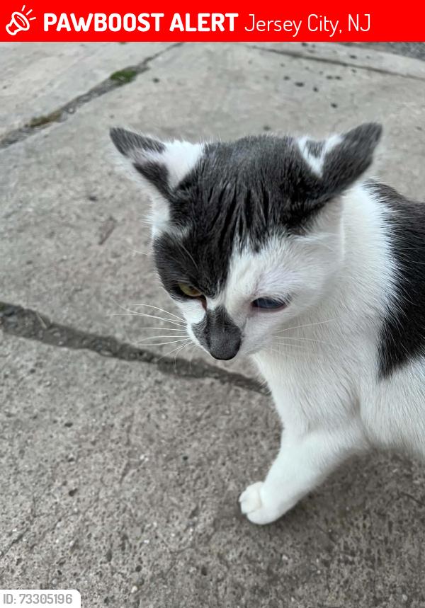 Lost Male Cat last seen North Street and Cambridge Avenue, Jersey City, NJ 07087