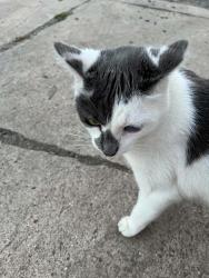 Lost Male Cat last seen North Street and Cambridge Avenue, Jersey City, NJ 07087