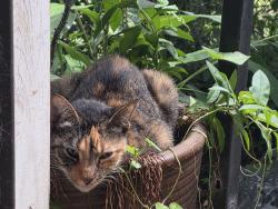 Reunited Female Cat last seen Near Colonial Ave and Finley St, Greenville, SC 29611