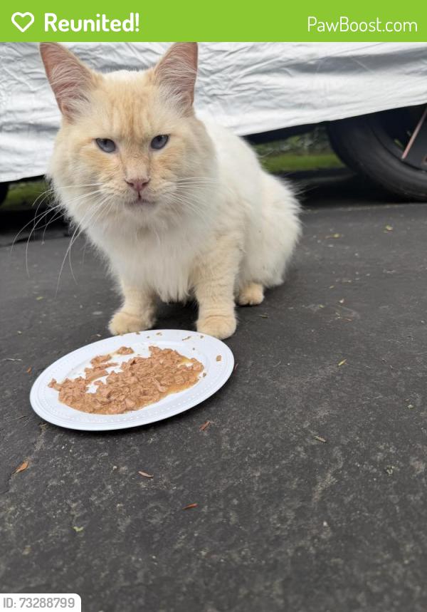 Reunited Unknown Cat last seen Fairfield road, Greenwich, CT 06830