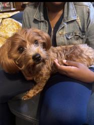 Reunited Female Dog last seen Hawkcrest Cove South, Memphis, TN 38016