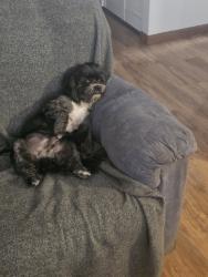 Lost Male Dog last seen Maplewood and Coors, Albuquerque, NM 87121
