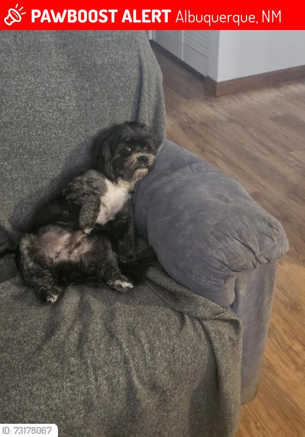 Lost Male Dog last seen Maplewood and Coors, Albuquerque, NM 87121