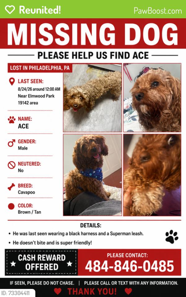 Reunited Male Dog last seen Elmwood park, dicks ave, Philadelphia, PA 19142
