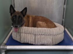 Shelter Stray Female Dog last seen Near Clinton Avenue, BRONX, NY, 10456, 326 E 110th St, New York, NY 10029, USA