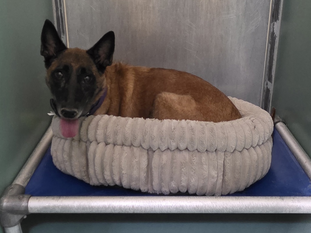 Shelter Stray Female Dog last seen Near Clinton Avenue, BRONX, NY, 10456, 326 E 110th St, New York, NY 10029, USA
