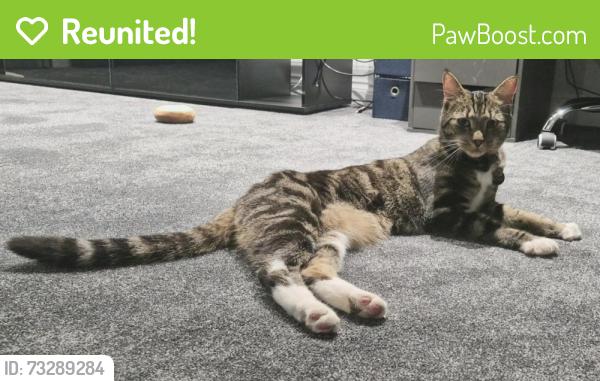 Reunited Male Cat last seen Westerleigh Road, South Gloucestershire, England 