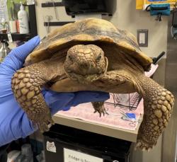 Shelter Stray Female Reptile last seen Near Avocado Avenue, El Cajon, CA, 92020, El Cajon, CA 92020, USA