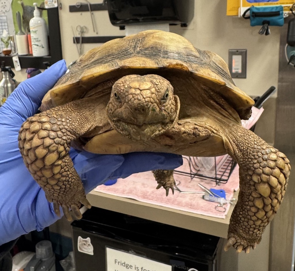 Shelter Stray Female Reptile last seen Near Avocado Avenue, El Cajon, CA, 92020, El Cajon, CA 92020, USA