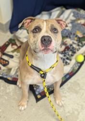 Shelter Stray Female Dog last seen Near E 300 S, SALT LAKE CITY, UT, 84102, 511 W 3900 S, Salt Lake City, UT 84123, USA