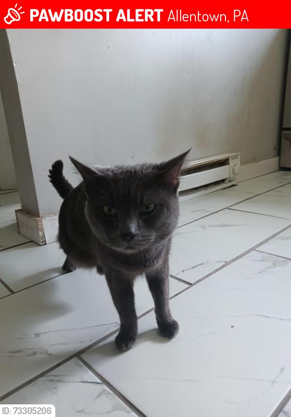 Lost Male Cat last seen Walnut Street, Allentown, PA 18102