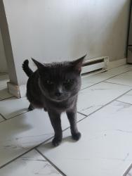 Lost Male Cat last seen Walnut Street, Allentown, PA 18102