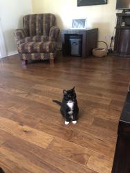 Lost Female Cat last seen Anna Jo, Inverness, FL 34452