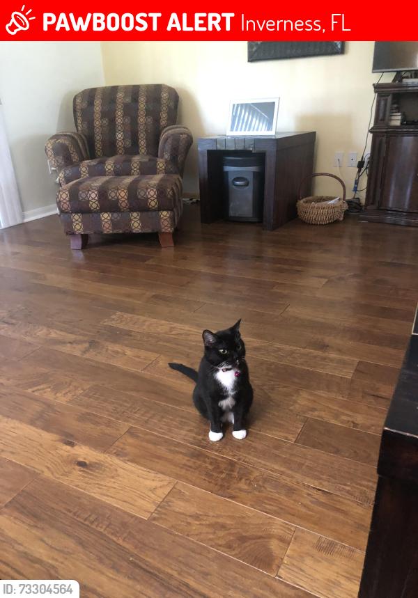Lost Female Cat last seen Anna Jo, Inverness, FL 34452