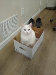 Reunited Female Cat last seen Near th and sandy, Portland, OR 97220