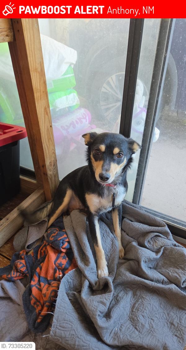 Lost Female Dog last seen NM 273, Anthony, NM 88021