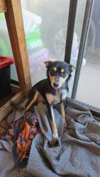Lost Female Dog last seen NM 273, Anthony, NM 88021