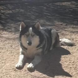 Reunited Female Dog last seen Topaz near Main Street, Hesperia, CA 92344