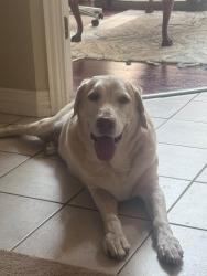 Reunited Male Dog last seen Heritage and Hall Johnson, Grapevine, TX 76051