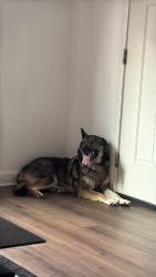 Reunited Female Dog last seen Near La familia mobile kitchen, Fayetteville, NC 28304