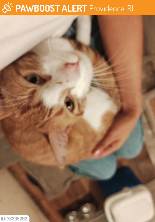 Surrendered Male Cat last seen Fisk Street off Broad Street, Providence, RI 02905