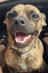 Reunited Male Dog last seen Regal Square Drive and Grandville in Temple Terrace, Florida, Temple Terrace, FL 33617