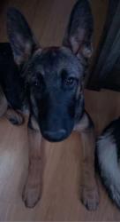 Reunited Female Dog last seen Topaz near Main Street, Hesperia, CA 92344
