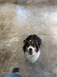 Reunited Unknown Dog last seen Shillelagh road and Foxwood Drive, Chesapeake, VA 23323