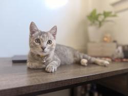 Reunited Female Cat last seen E broadway and Loma, Long Beach, CA 90803