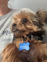 Reunited Male Dog last seen Central and Andover, Roselle, IL 60172