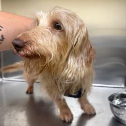Shelter Stray Male Dog last seen , 5570 Sturmer Park Cir, Winston-Salem, NC 27105, USA