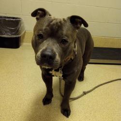 Shelter Stray Male Dog last seen , 54687 Co Rd 19, Bristol, IN 46507, USA