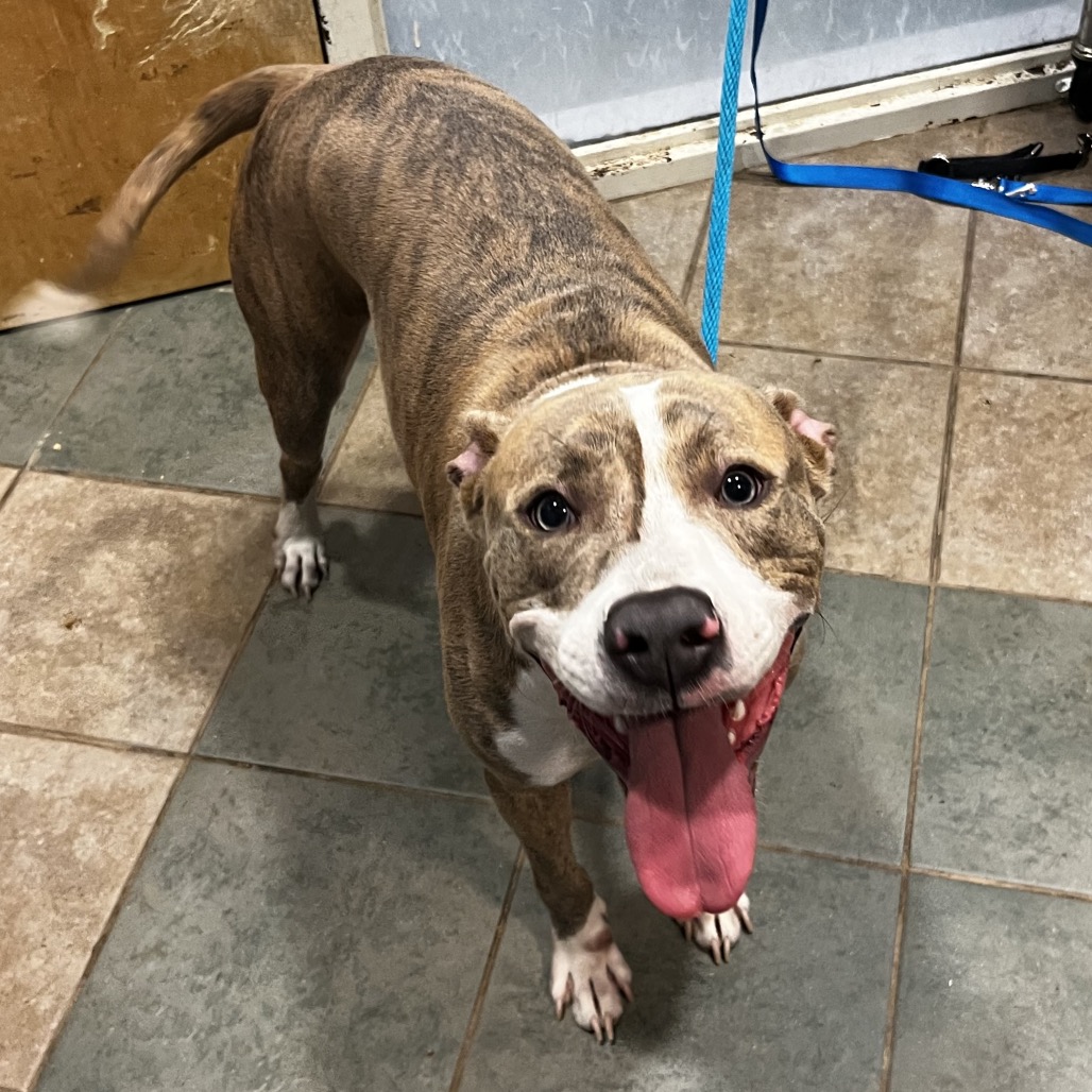 Shelter Stray Female Dog last seen , 4500 N Access Rd, Chattanooga, TN 37415, USA