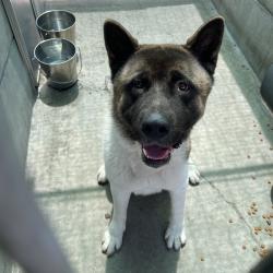 Shelter Stray Male Dog last seen , 361 S Raymond Ave, Pasadena, CA 91105, USA