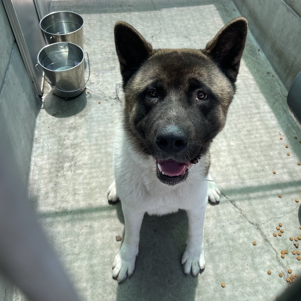 Shelter Stray Male Dog last seen , 361 S Raymond Ave, Pasadena, CA 91105, USA