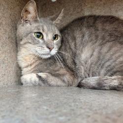 Shelter Stray Male Cat last seen , Animal Care & Control Team of Philly, 111 W Hunting Park Ave, Philadelphia, PA 19140, USA