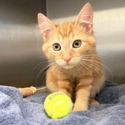 Shelter Stray Male Cat last seen , 4575 E Mesquite Ave, Palm Springs, CA 92264, USA