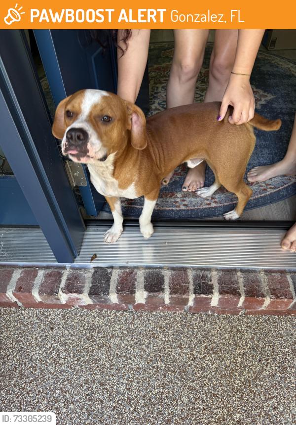 Found/Stray Male Dog last seen Rosedown Subdivision, Gonzalez, FL 32533